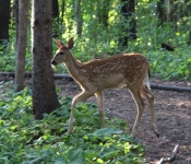 Westwood2013 Deer 045